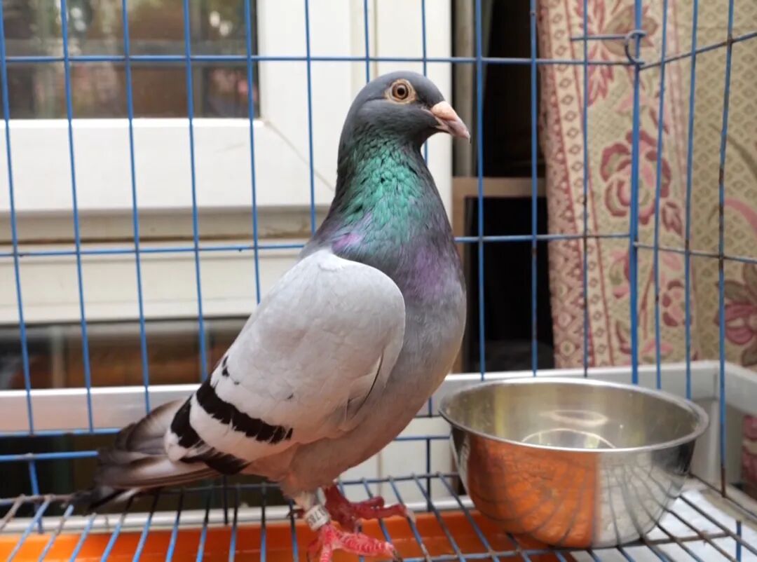 DƬ